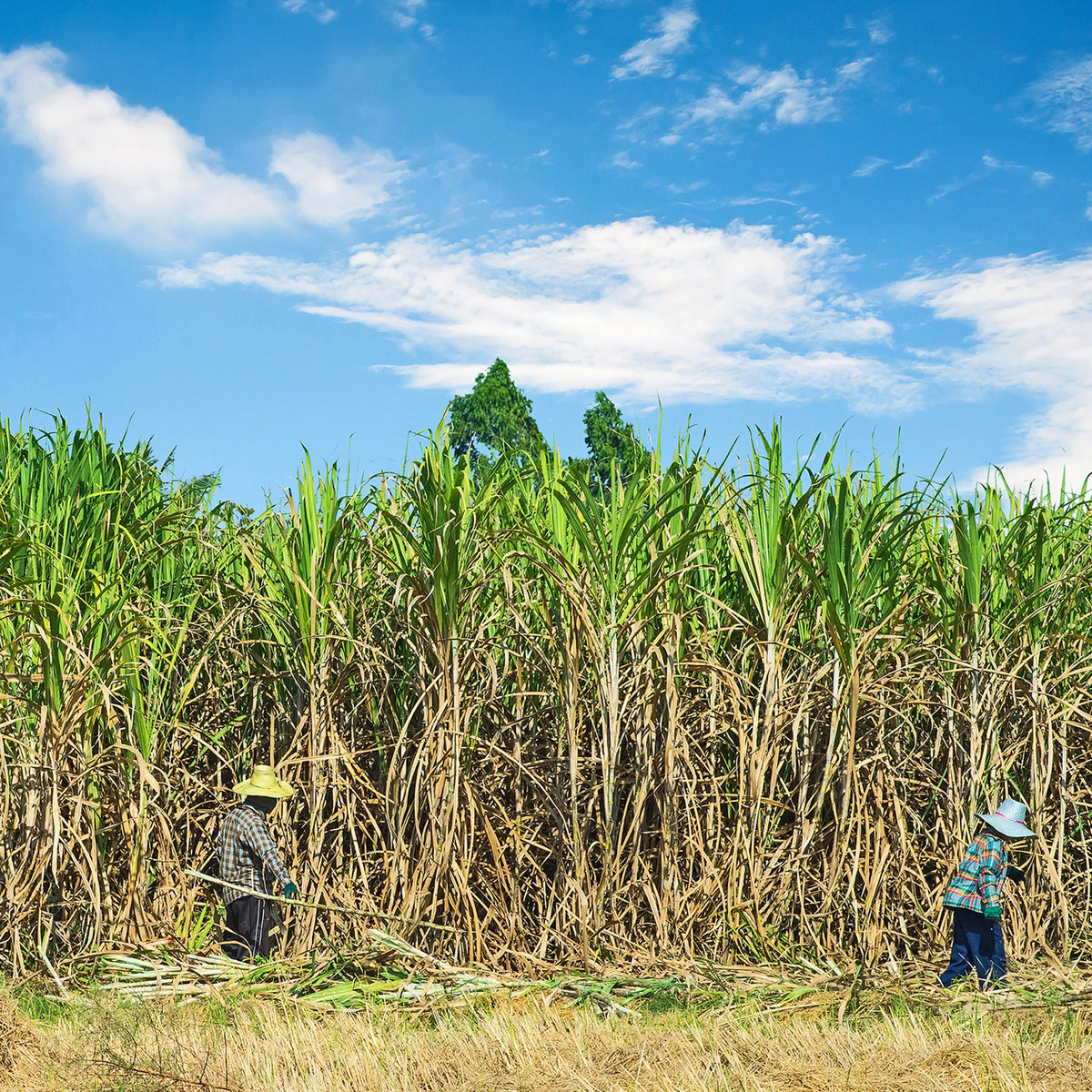 Image of people working in fields