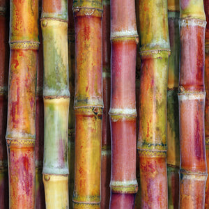 Image of colourful bamboo shoots