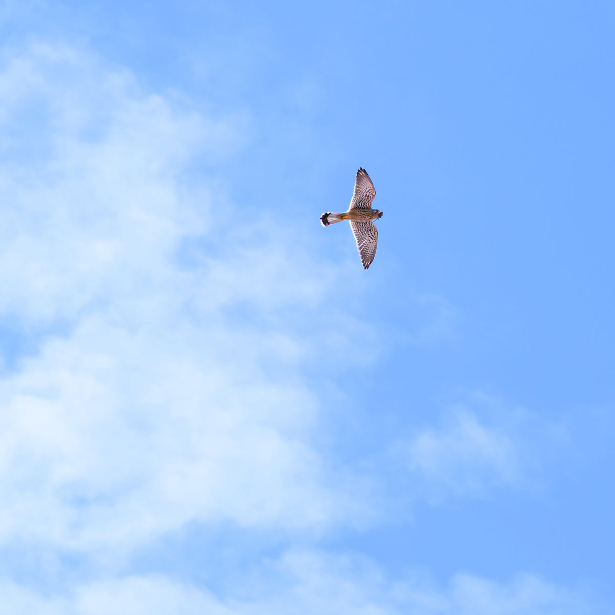 Image of a bird flying across a blue sky