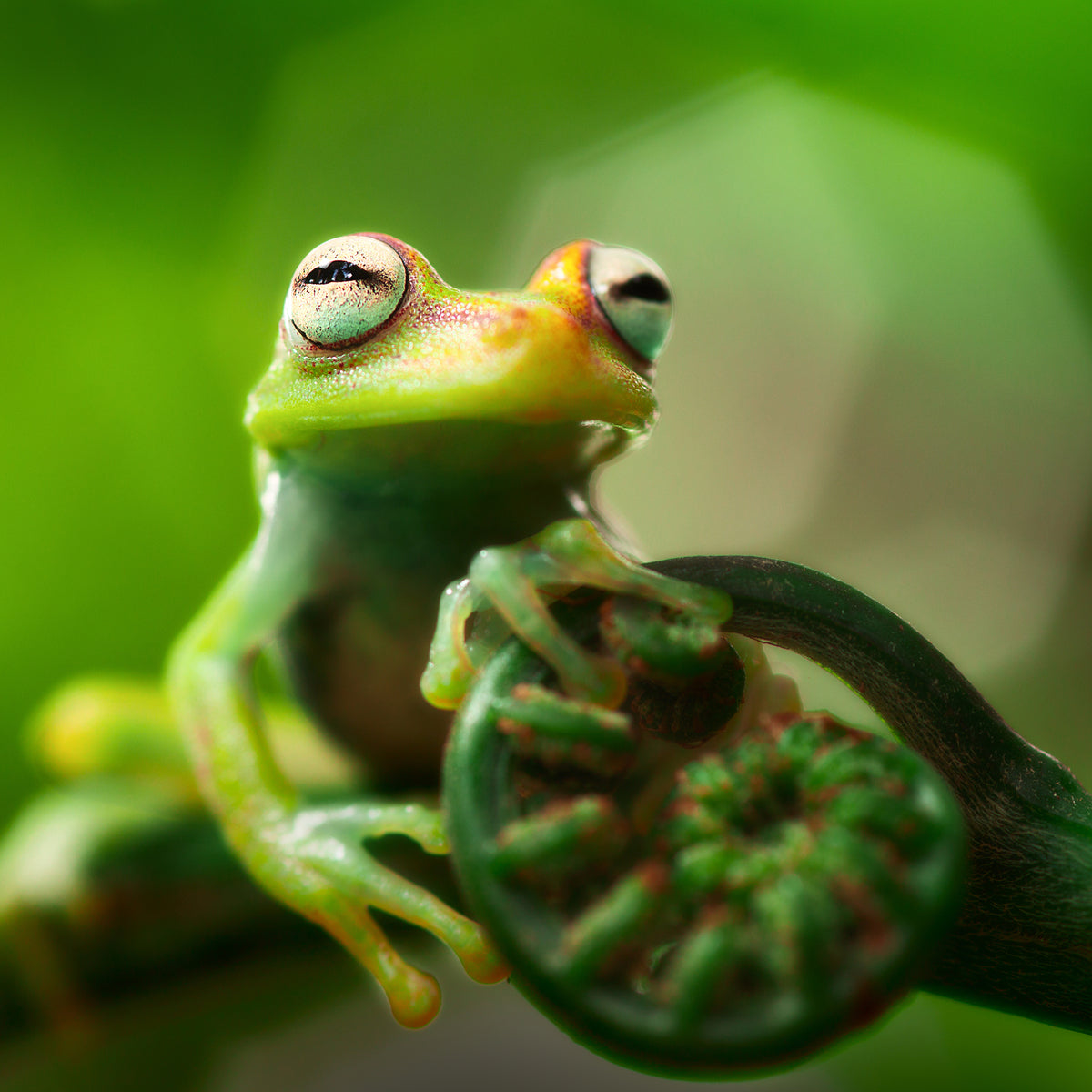 Image of green frog